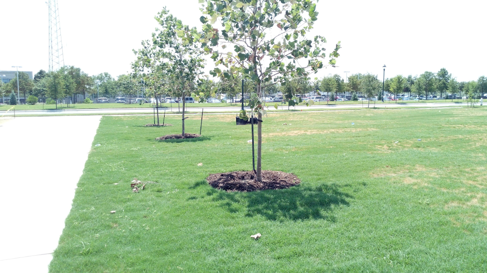 Tierra scapes and Irrigation LLC