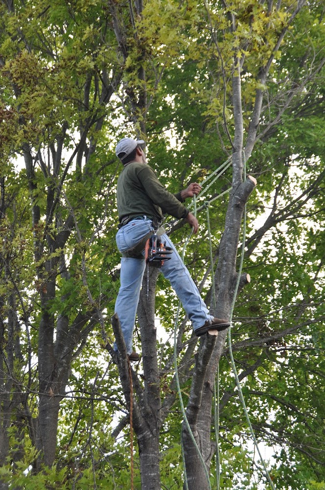 JC's Professional Tree Service Inc