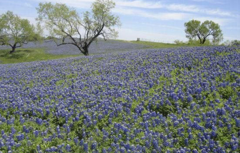 Solorzano Landscaping LLC